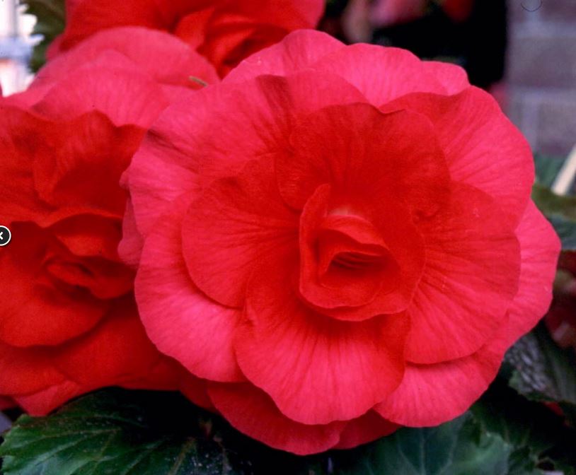 B. ‘Amy’